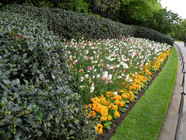  fleurs, Regent's park